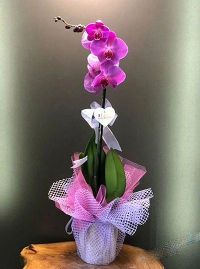 Tek Köklü Mor Orkide